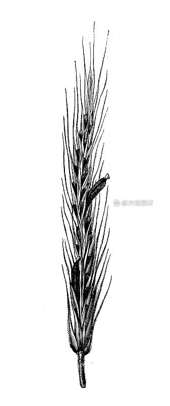 古植物学插图:麦角菌、麦角菌