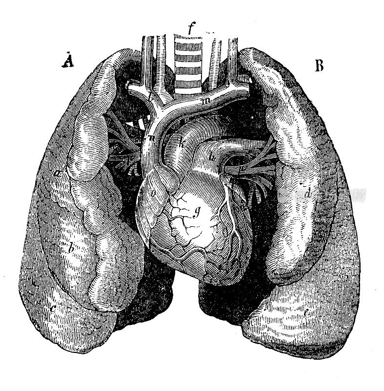 古董插图:心脏和肺