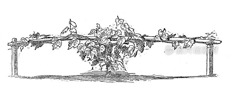葡萄园葡萄训练的古董插图