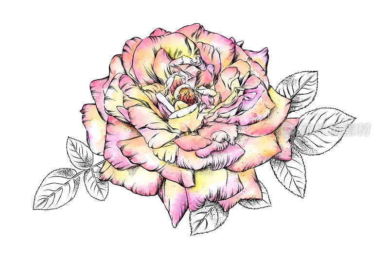 粉彩玫瑰水彩和墨水花卉画。向量EPS10插图