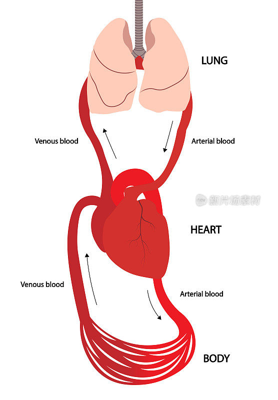 血液循环系统。血液从肺到心脏再到身体。动脉和静脉血循环系统