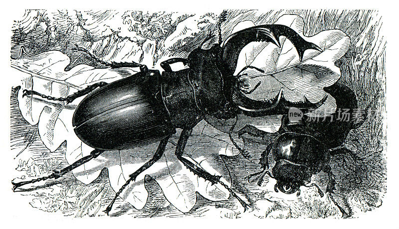 欧洲鹿甲虫画于1898年