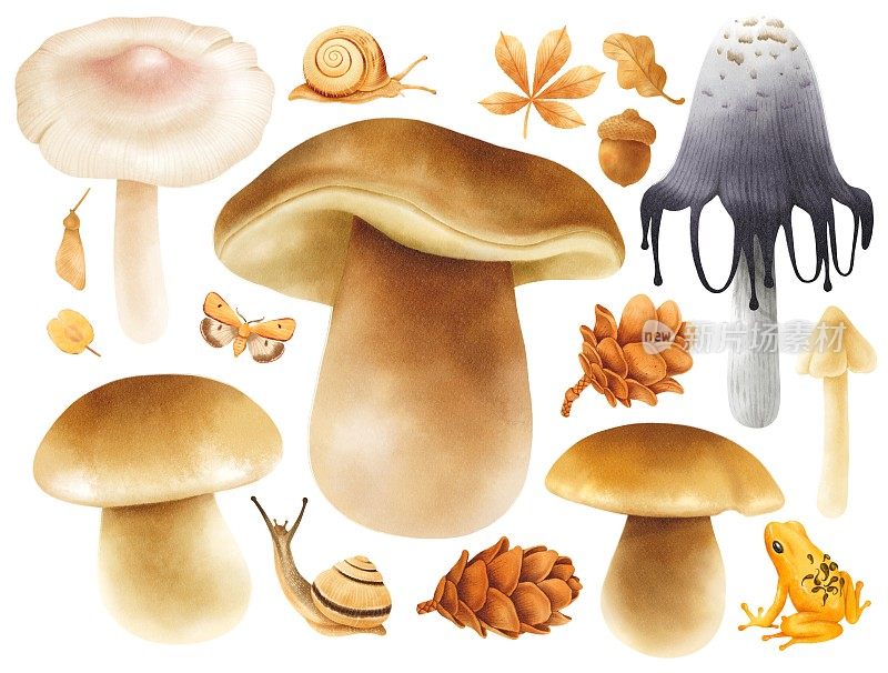 蘑菇与秋季元素插图水彩风格集合