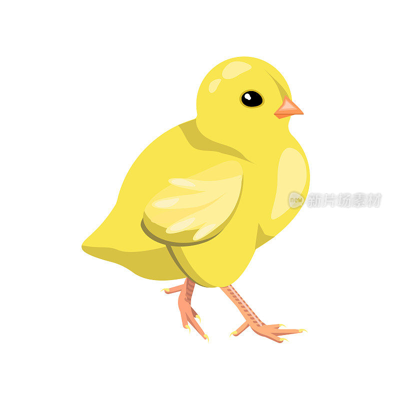 鸡是黄色的，吸引人的，孤立在白色的背景上。媒介鸟可用于儿童纺织品、明信片、包裹。