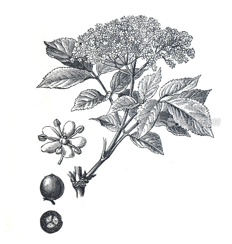 Sambucus黑质植物。或接骨木、接骨木果、黑接骨木、欧洲接骨木、欧洲接骨木果、欧洲黑接骨木和蔓木。手绘雕刻插图。