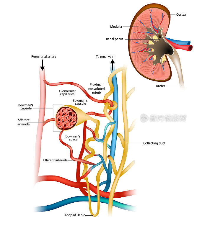 肾元和肾小球滤过的结构。肾脏学。肾脏生理学。