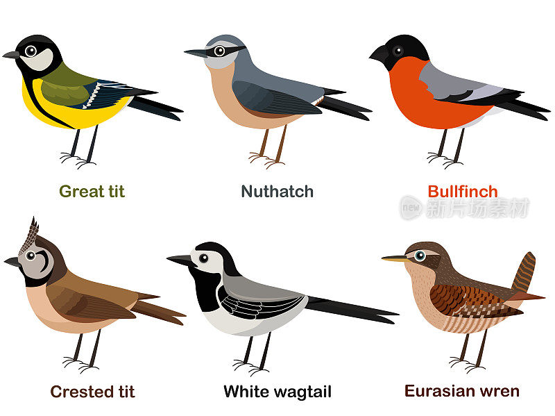 矢量插图一套可爱的欧洲鸟卡通-大山雀，努塔奇，红腹灰雀，冠毛山雀，白色鹡尾，欧亚鹪鹩