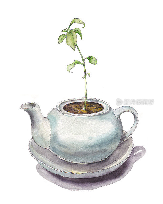类圆形茶壶中生长着嫩绿芽