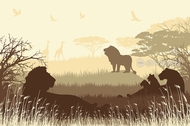 非洲野生动物园背景与咆哮的狮子，母狮和幼崽