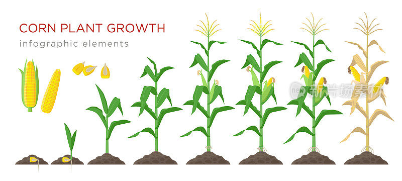 玉米生长阶段平面设计矢量插图。玉米种植过程。在白色背景上孤立的玉米从谷粒生长到开花结果的植株。成熟的玉米和谷物。