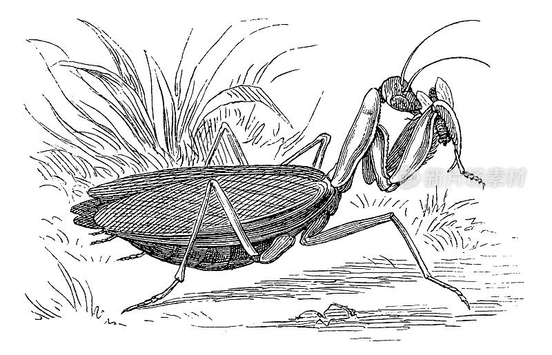 螳螂捕食一只苍蝇