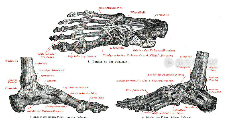 人体足的医学插图1896