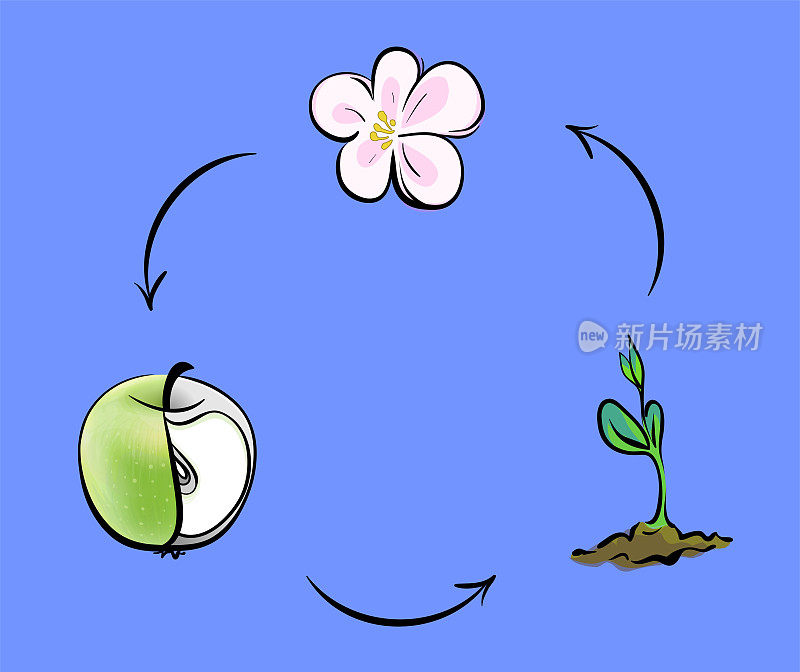 以植物为例说明自然界的循环