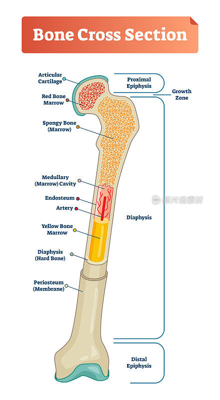 骨横截面矢量图解方案。关节软骨，骨髓，海绵骨，髓腔，骨膜，骨干，骨膜。