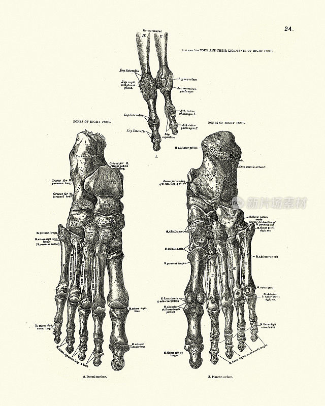 人类脚和脚趾的骨头，维多利亚时代的解剖学图