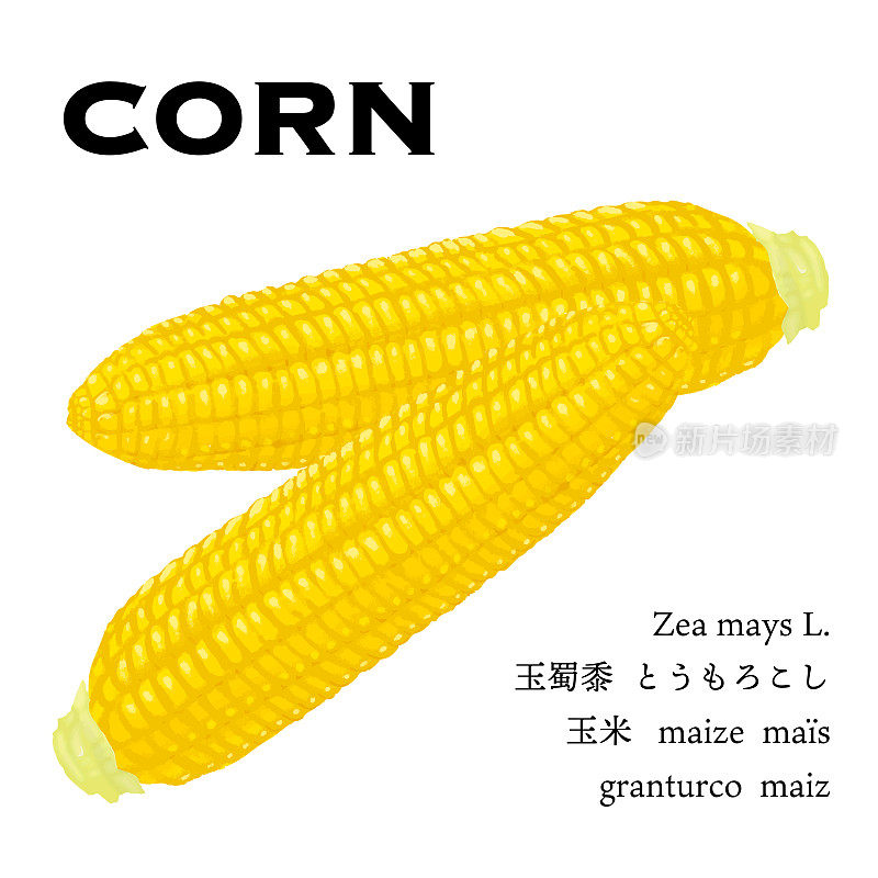 玉米简单矢量图(煮)