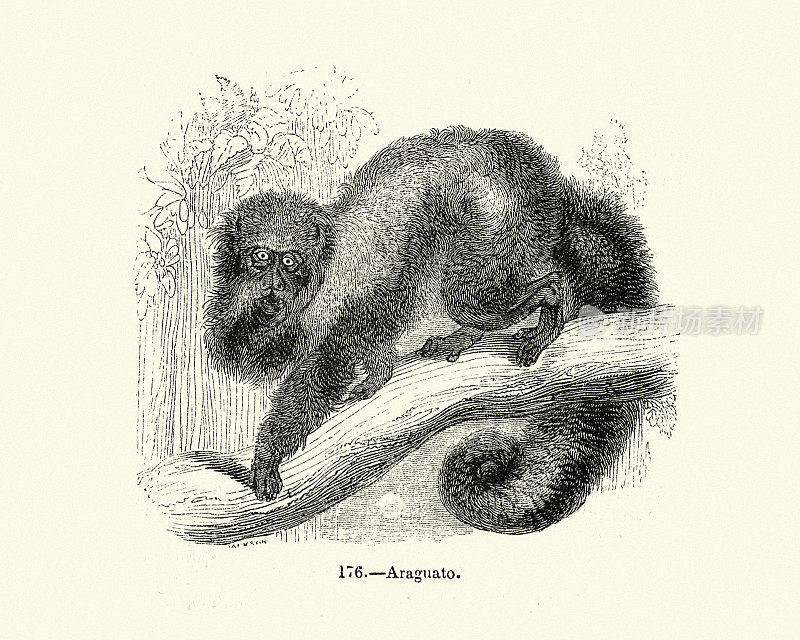 Araguato,吼猴