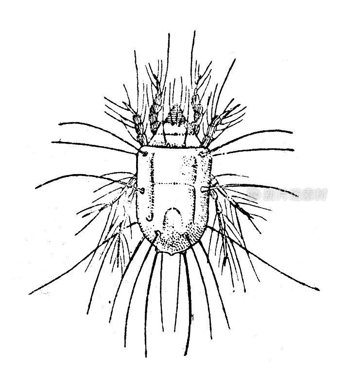 古董插图:螨