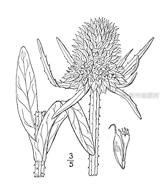 古植物学植物插图:续断草、续断草