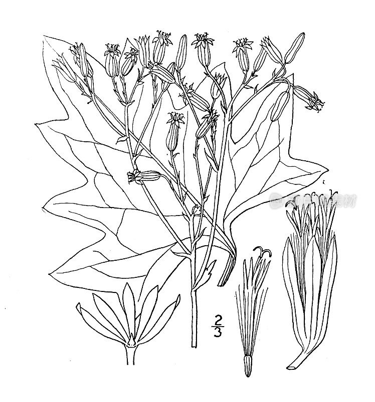 古植物学植物插图:美萨迪尼亚三倍叶，苍白的印第安大蕉