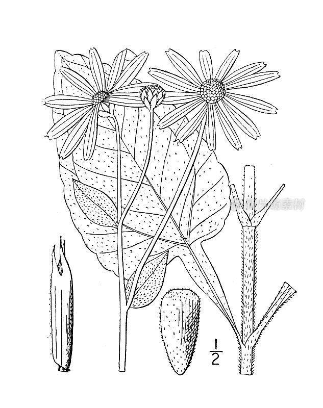 古植物学植物插图:向日葵、毛木向日葵