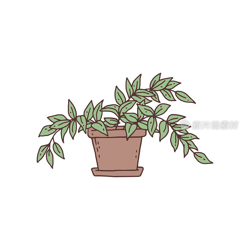 紫鸭跖草室内植物。室内盆栽植物矢量轮廓涂鸦插图。
