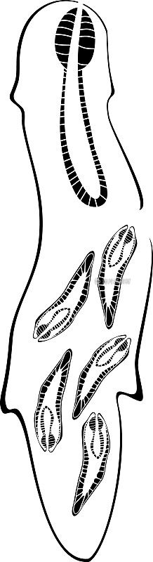 羊肝吸片吸虫(Fasciola肝吸片吸虫)带子肝吸片吸虫直径黑色剪影