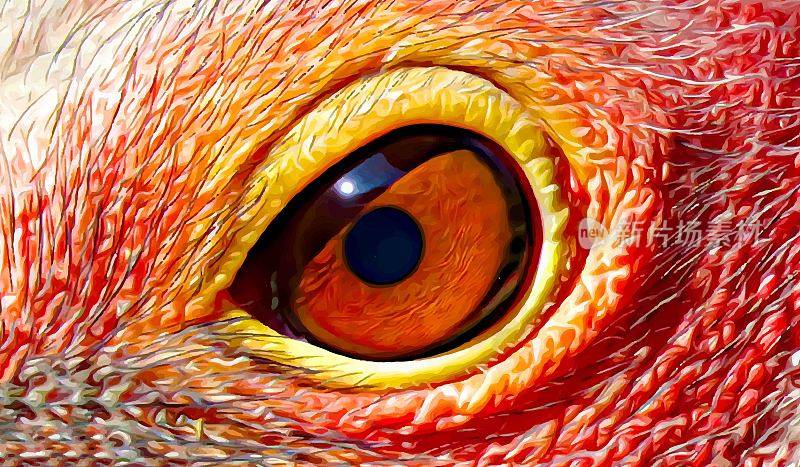 Sarus鹤鸟插图的眼睛，眼睛的细节，鸟眼睛的特写。