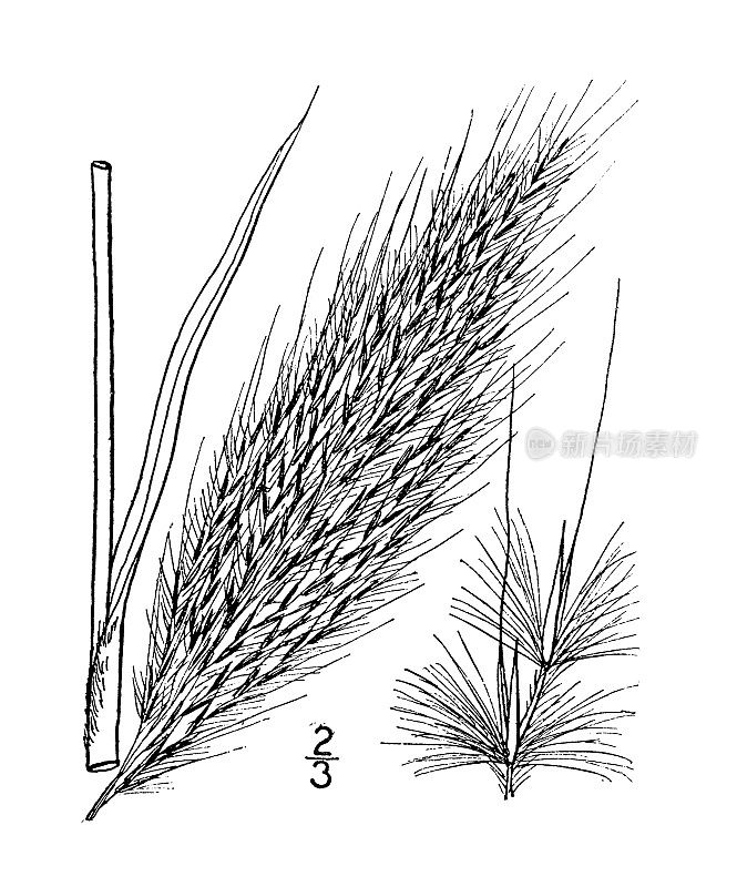 古植物学植物插图:羊草、羽草