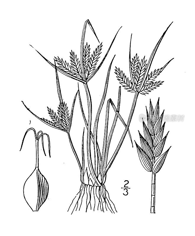 古植物学植物插图:香附、平香附