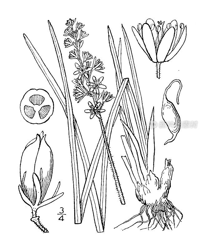 古植物学植物插图:地黄花、粘花