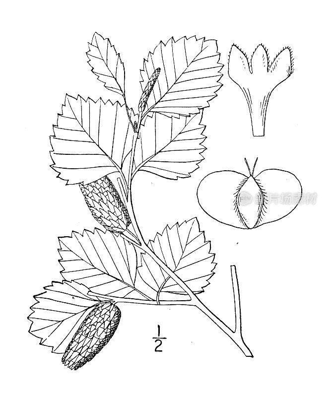 古植物学植物插图:西洋白桦、西洋红桦