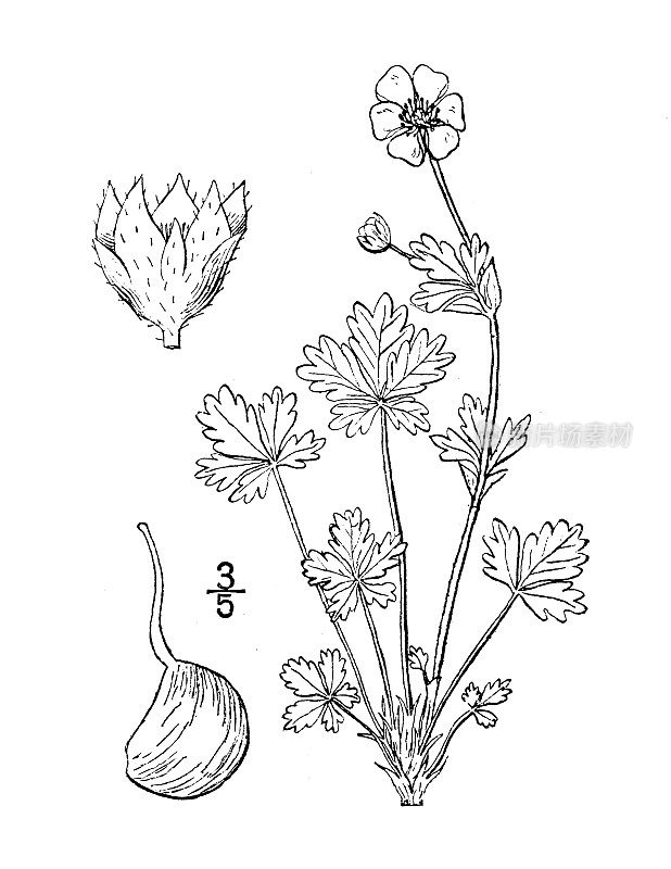 古植物学植物插图:红蕨草，北五叶