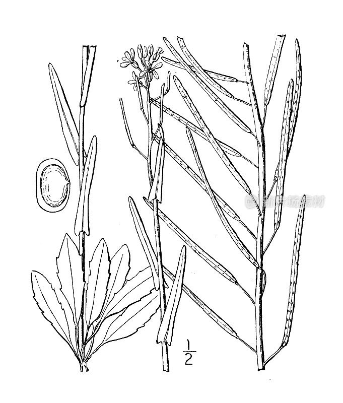 古植物学植物插图:阿拉伯植物，紫岩西洋菜