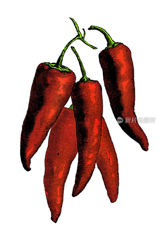 蔬菜植物古色古香雕刻彩色插图:红辣椒