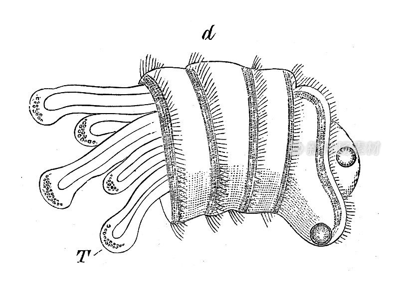 古代生物动物学图像:海参