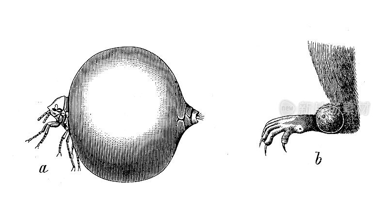 古董生物动物学图像:穿山甲