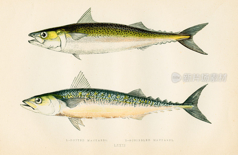 点缀和潦草的鲭鱼彩色印刷木版1877