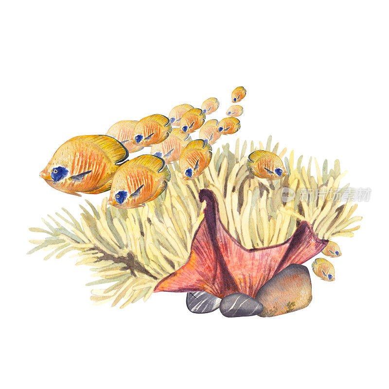 一群美丽的黄鱼在白底礁石附近游来游去。水彩插图的一个天使和海葵珊瑚。该图纸适用于明信片、活动、包裹。