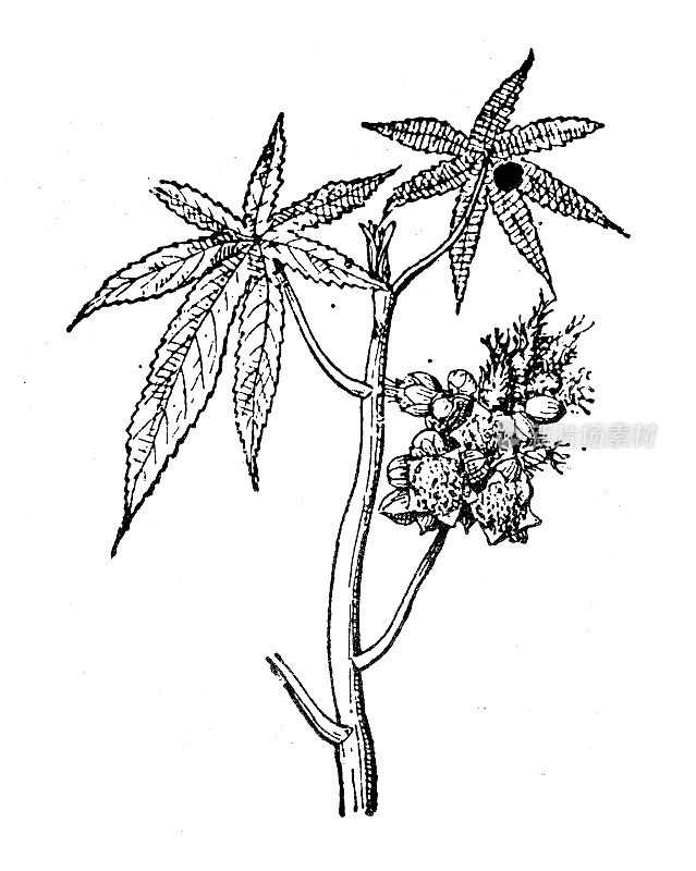 古董插图:蓖麻油植物，蓖麻