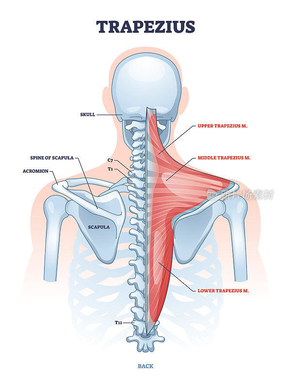 斜方肌与人体背部脊柱骨骼结构轮廓图