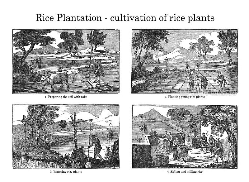 水稻种植。水稻种植。古铭刻插图