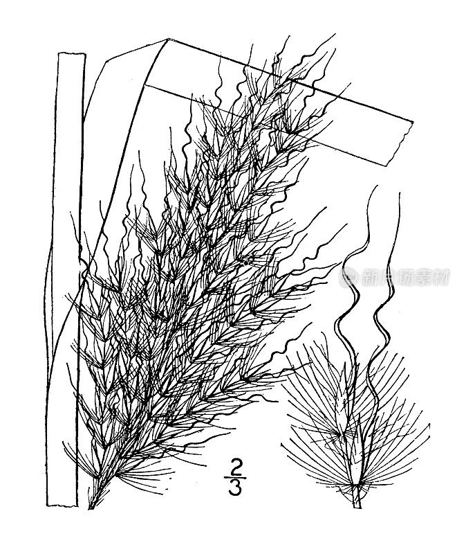 古植物学植物插图:羊角芹、螺旋芒须草