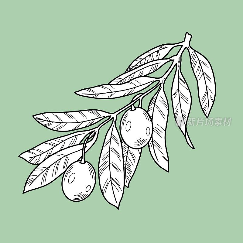 矢量插图。橄榄树分枝与橄榄浆果，线，单色植物学插图