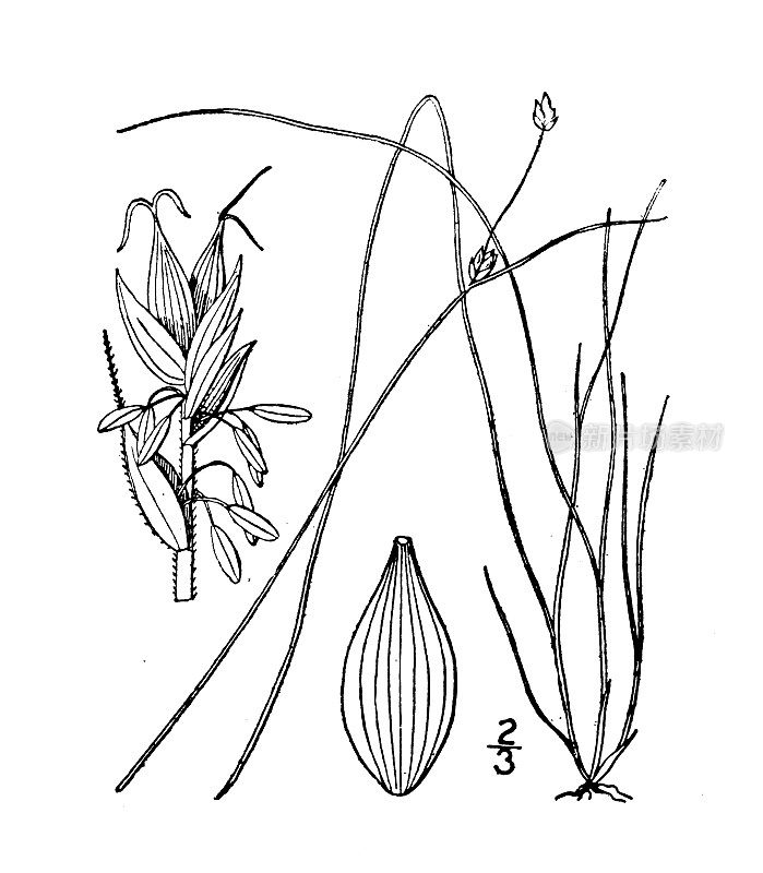 古植物学植物插图:苔草，三果莎草