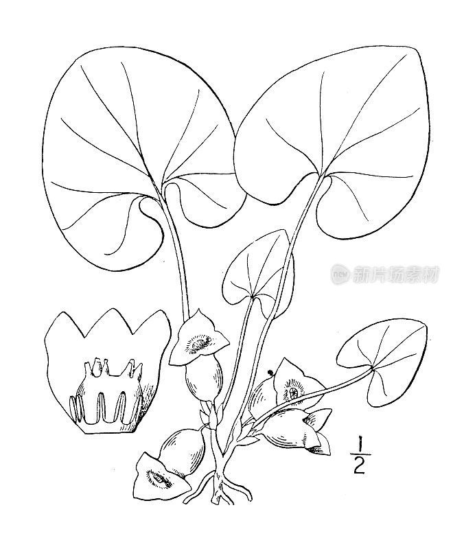 古植物学植物插图:细辛，弗吉尼亚细辛