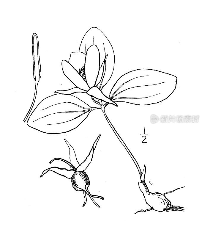 古植物学植物插图:一龄草，早起知更鸟