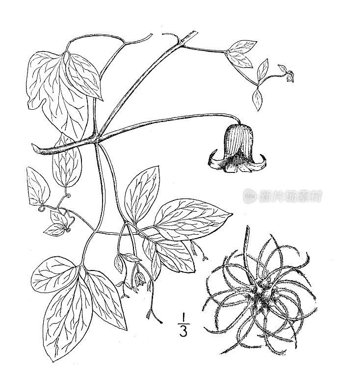 古植物学植物插图:铁线莲，沼泽铁线莲