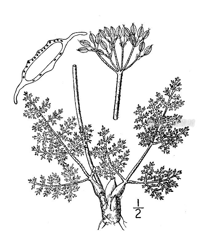 古植物学植物插图:白毛欧芹、毛欧芹