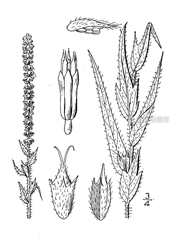 古植物学植物插图:龙涎香、兰叶豚草